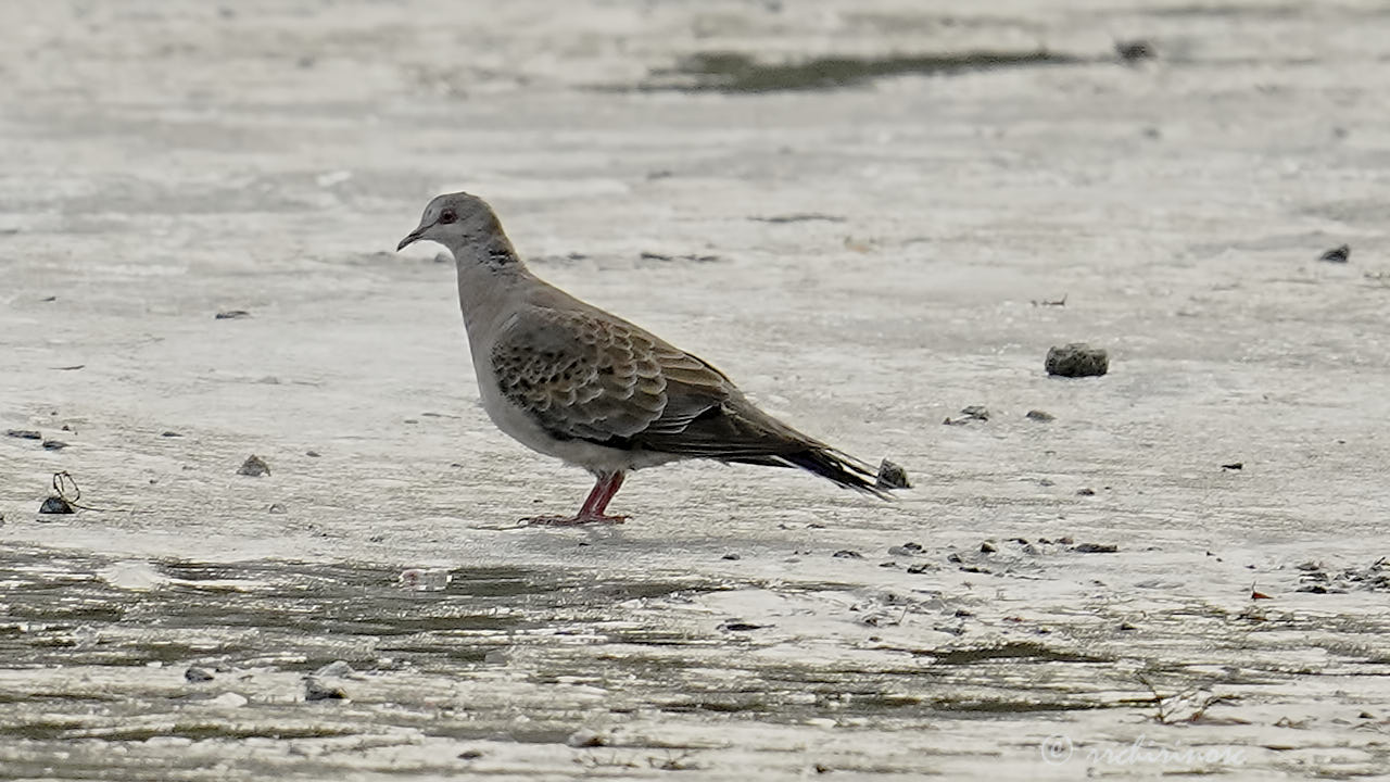 Oriental turtle dove