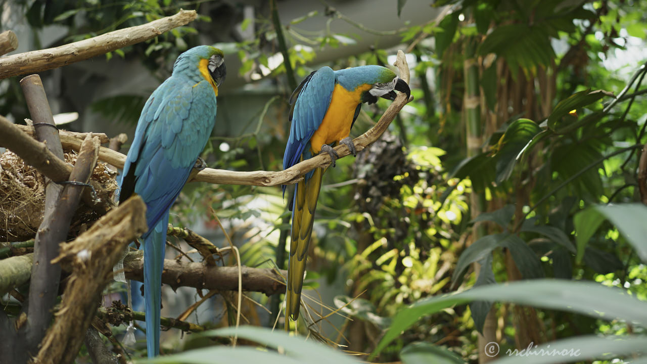 Blue-and-yellow macaw