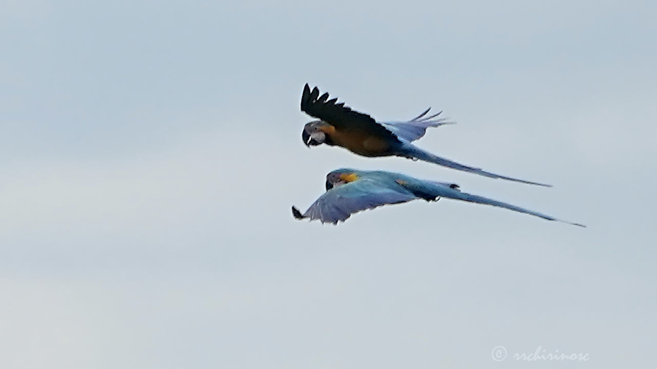 Blue-and-yellow macaw