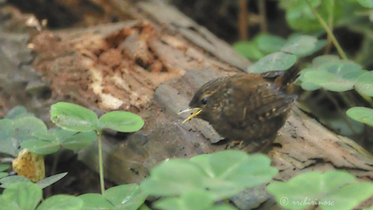 Pacific wren