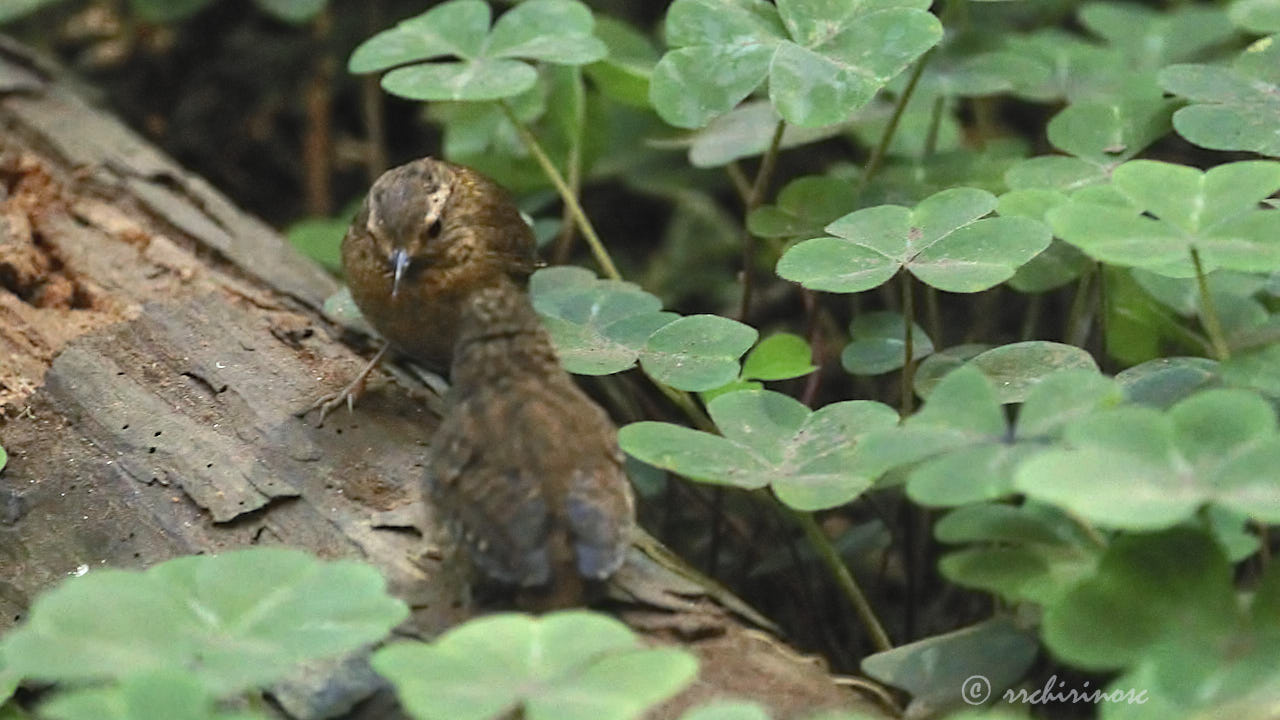 Pacific wren