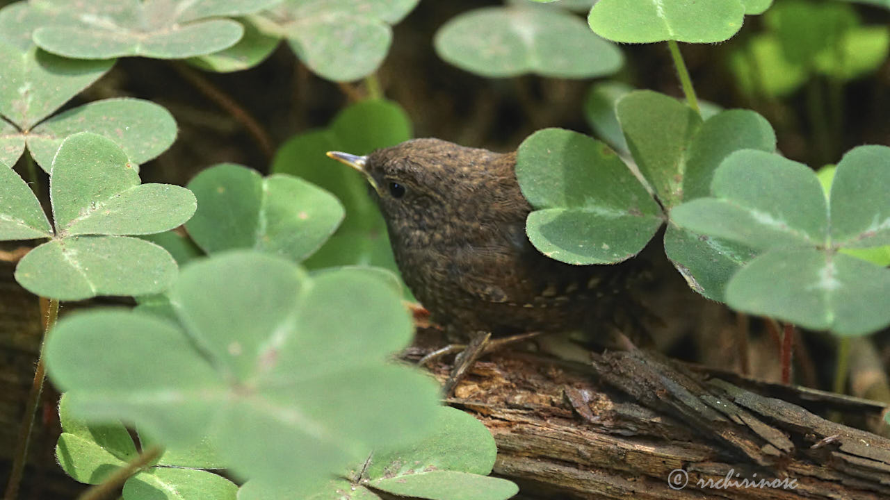Pacific wren