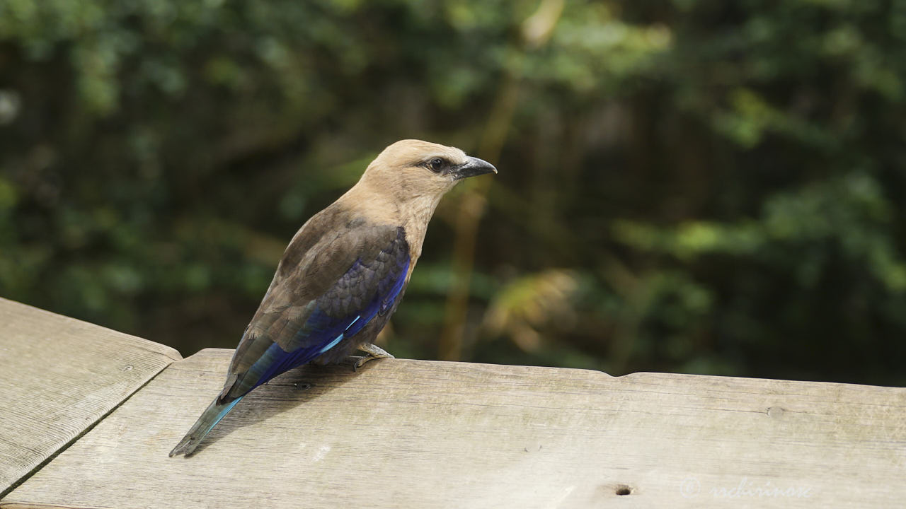 Blue-bellied roller