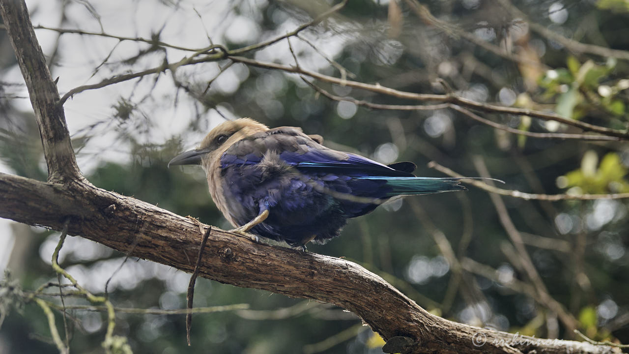 Blue-bellied roller