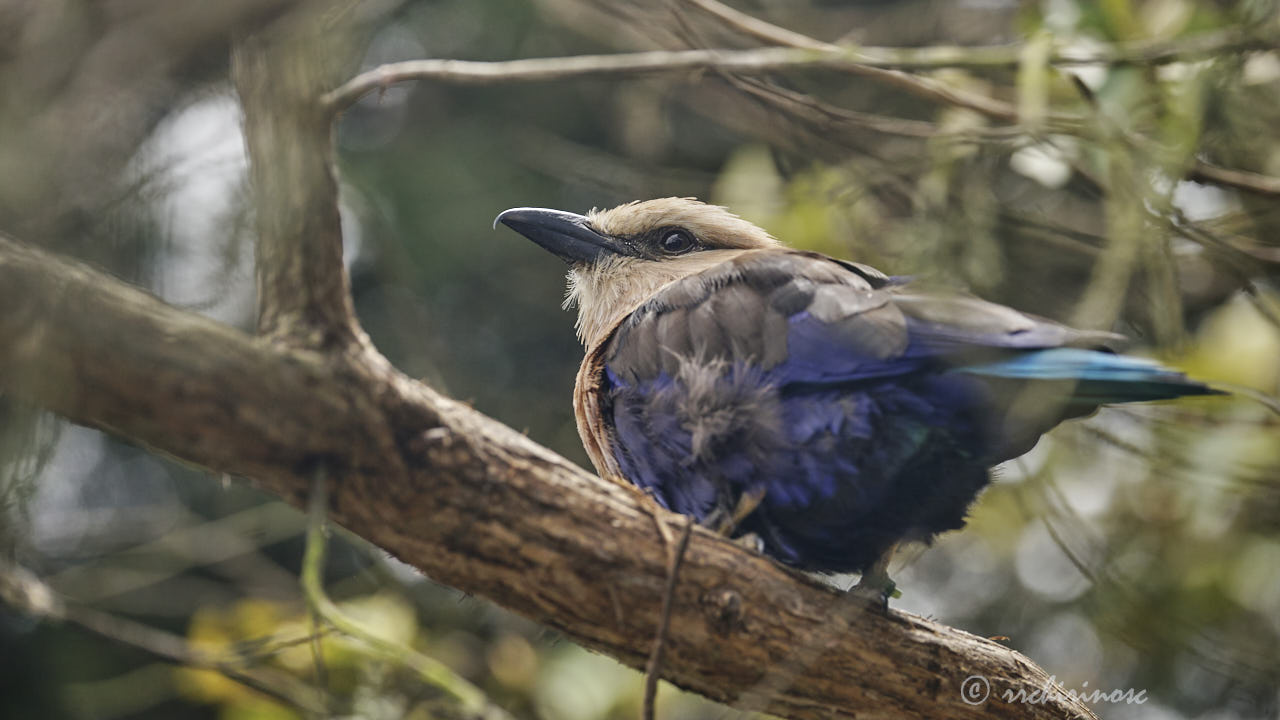 Blue-bellied roller