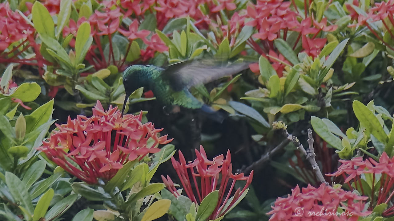 Blue-tailed emerald hummingbird