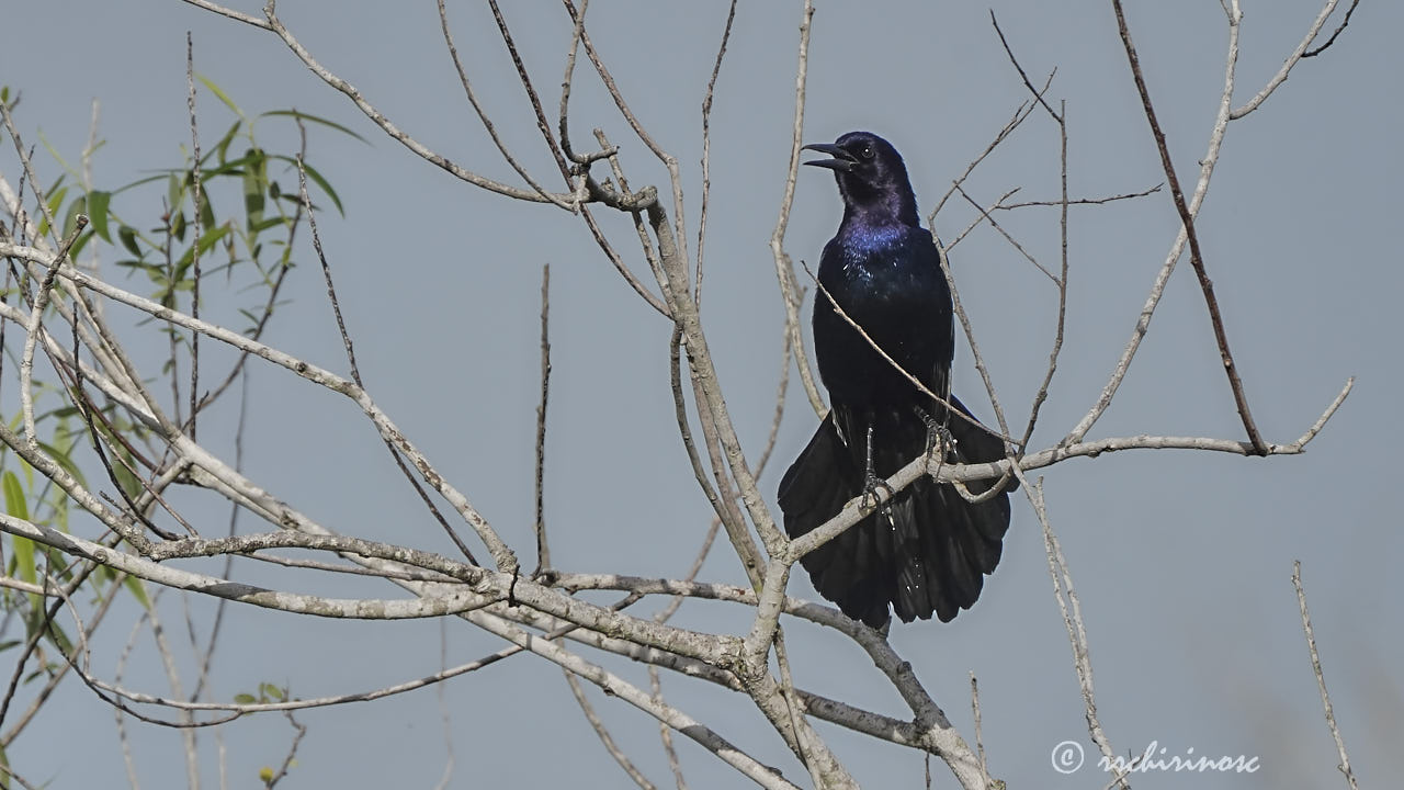 Boat-tailed grackle