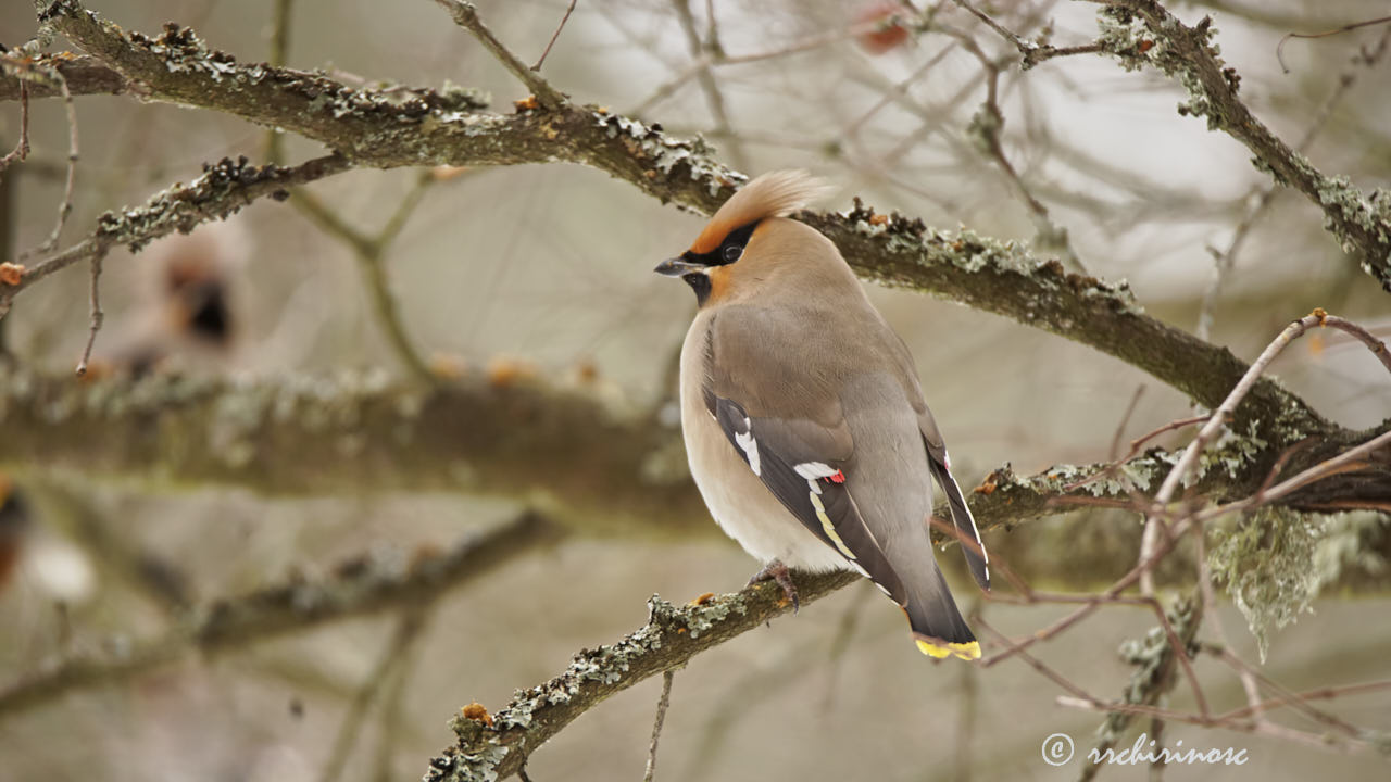 Bohemian waxwing