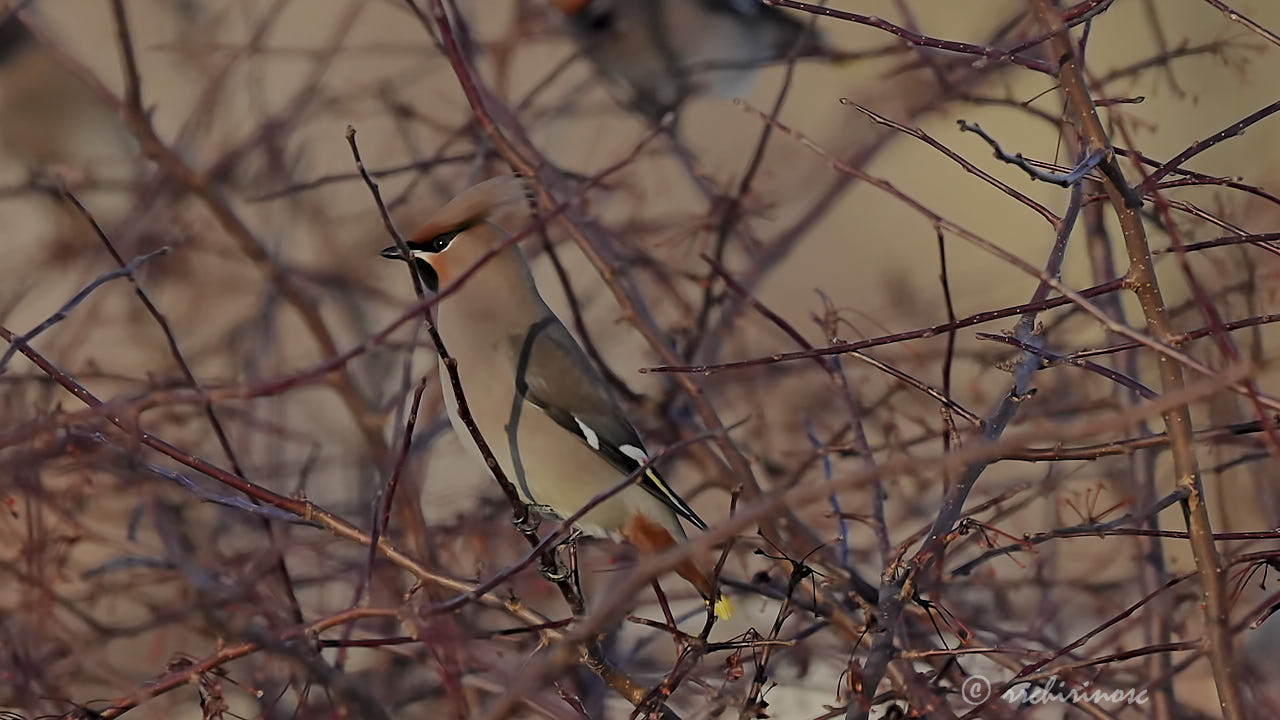 Bohemian waxwing