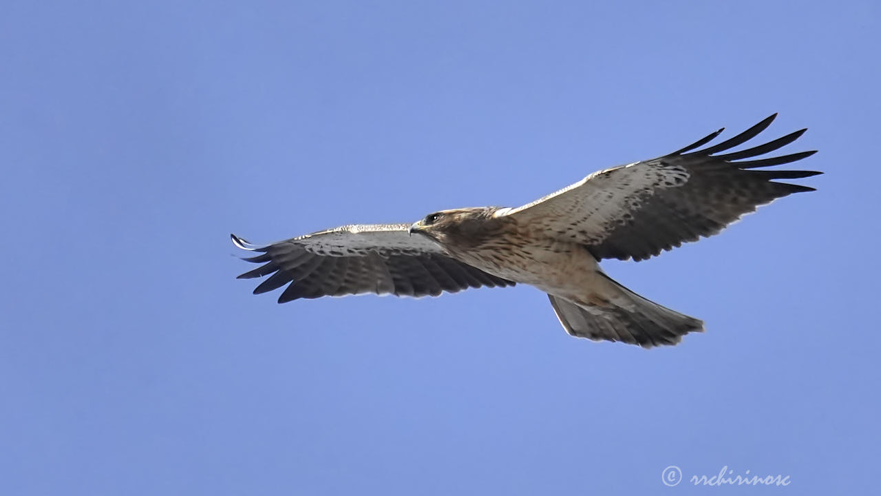 Booted eagle