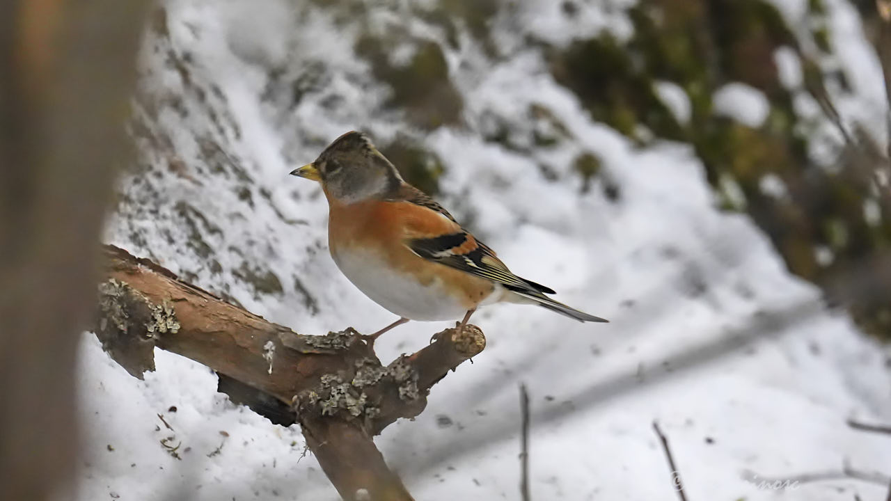 Brambling