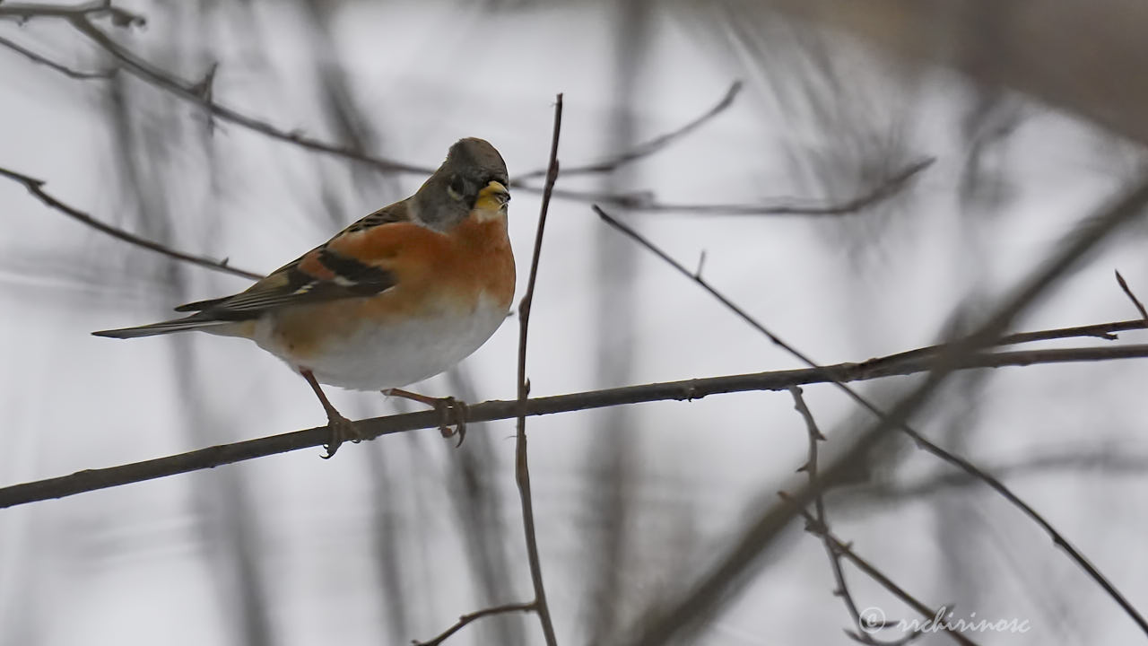 Brambling