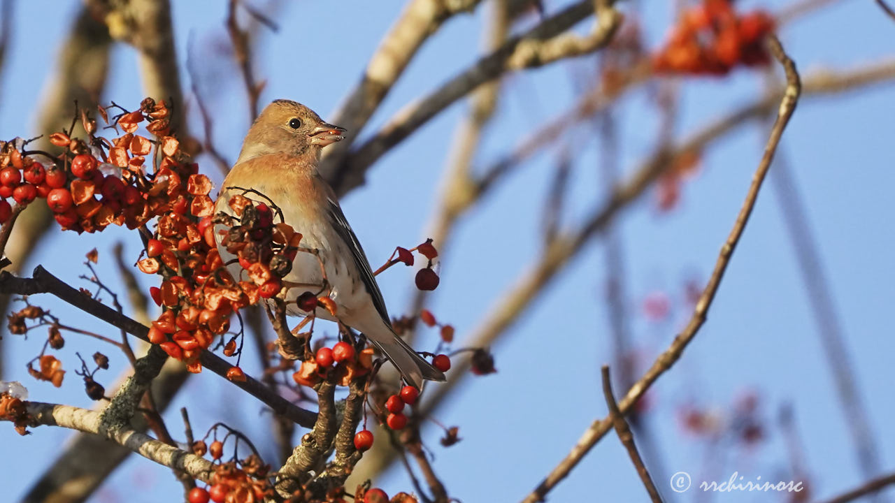 Brambling