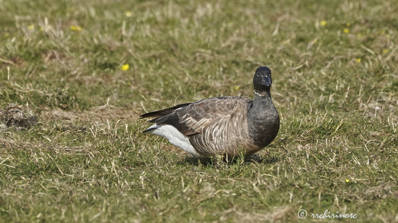 Brant