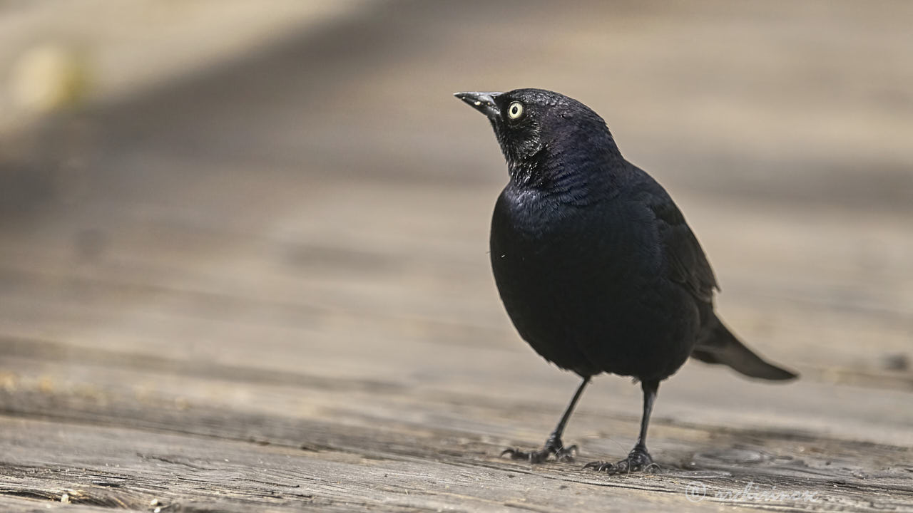 Brewer's blackbird
