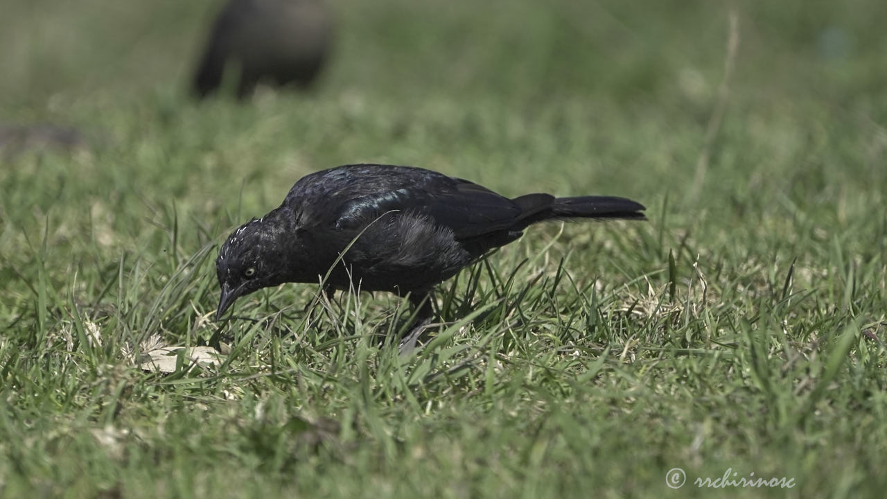 Brewer's blackbird