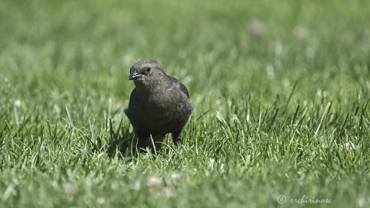 Brewer's blackbird