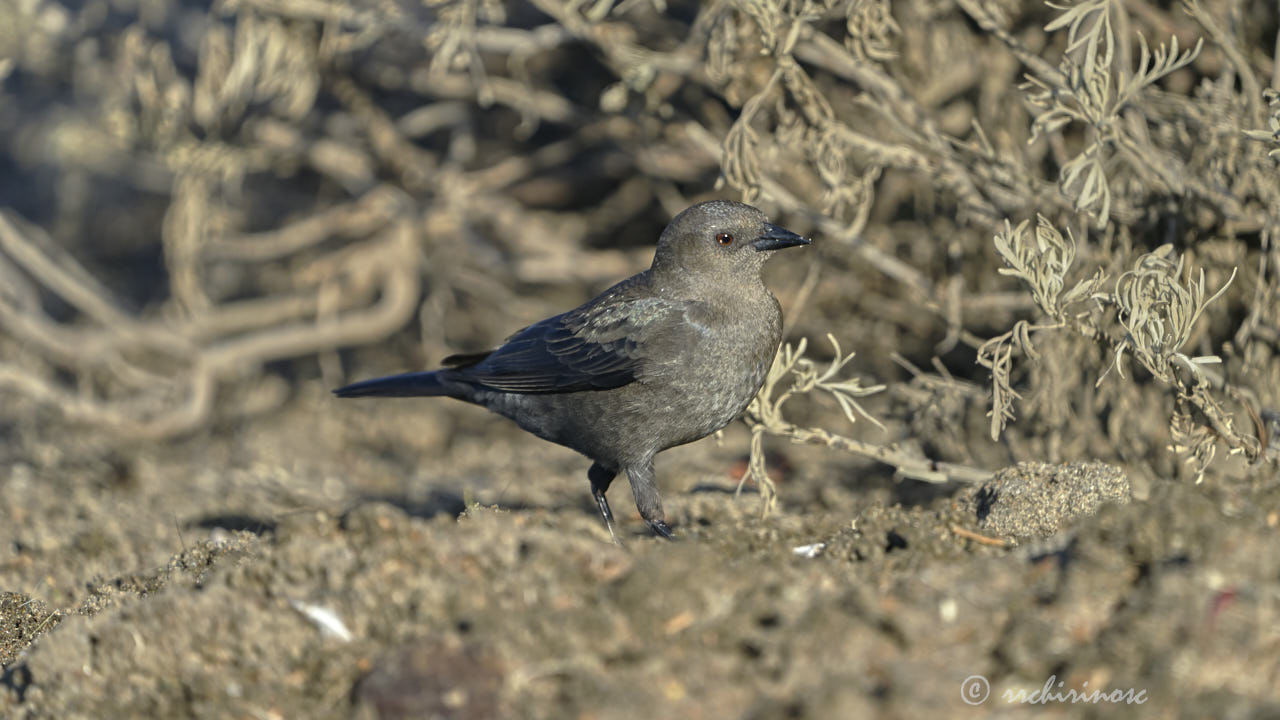 Brewer's blackbird