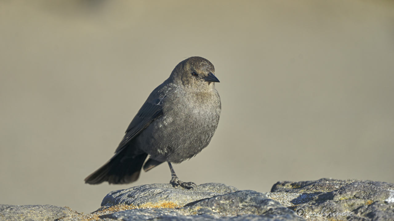 Brewer's blackbird