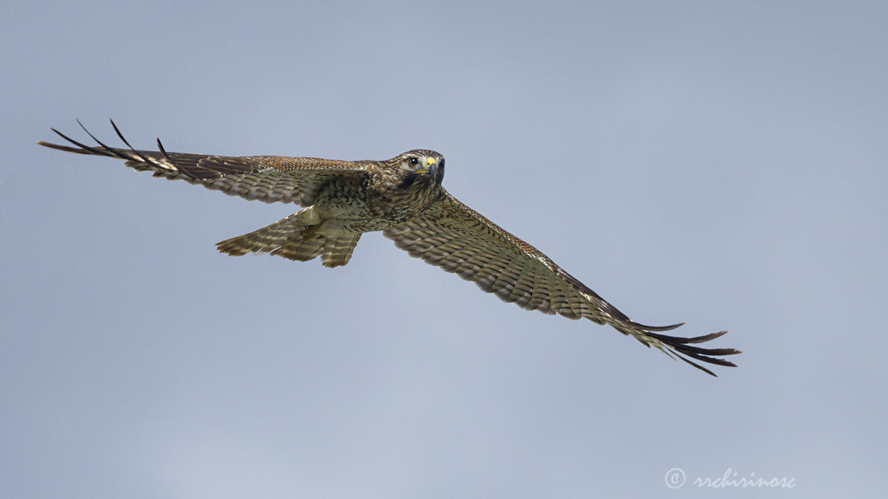 Broad-winged hawk
