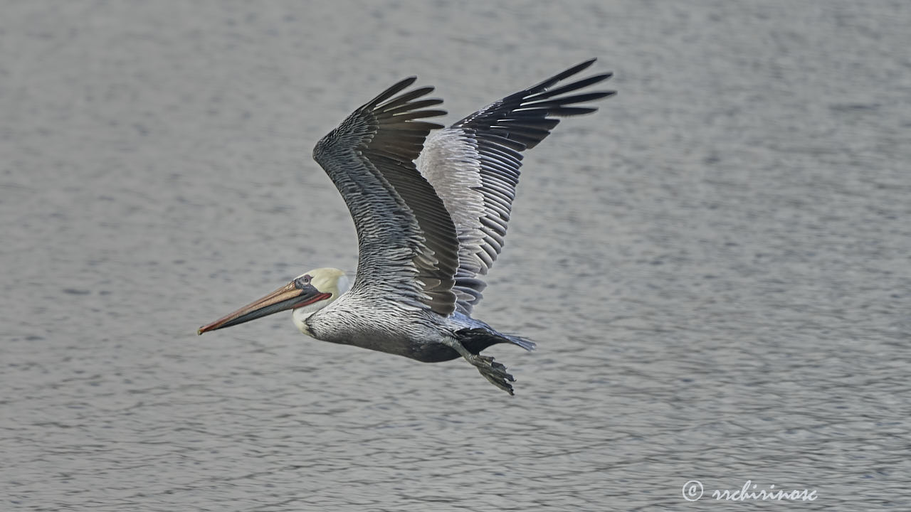 Brown pelican