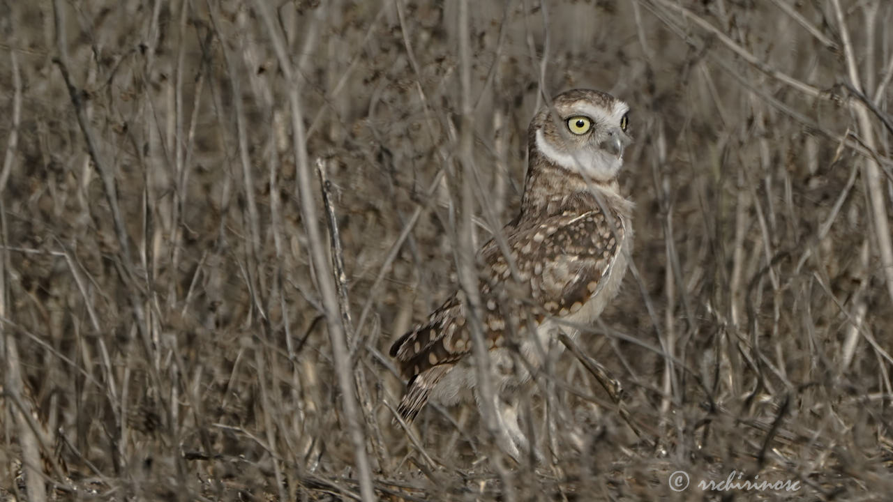 Burrowing owl