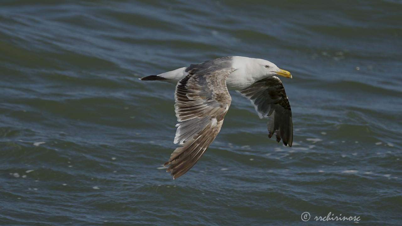 California gull