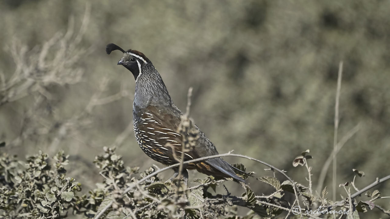 California quail