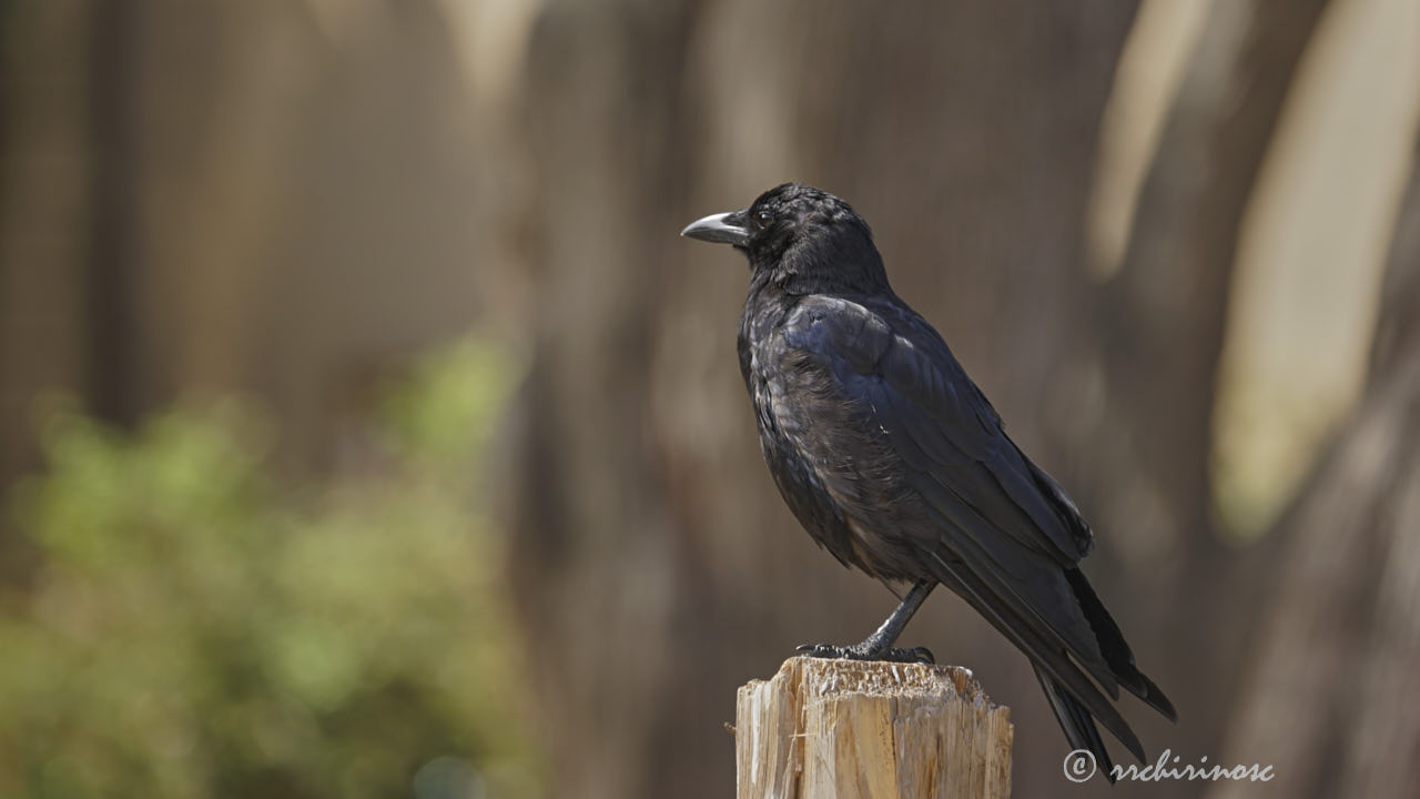 American crow