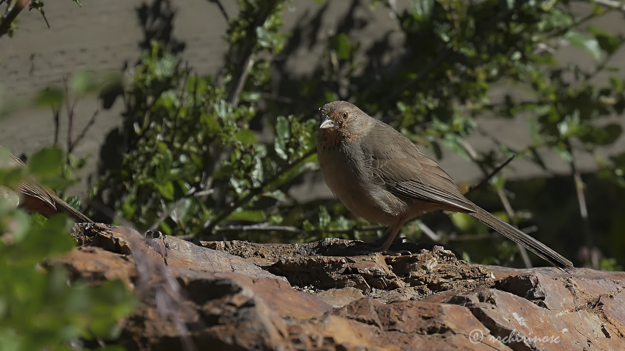 California towhee