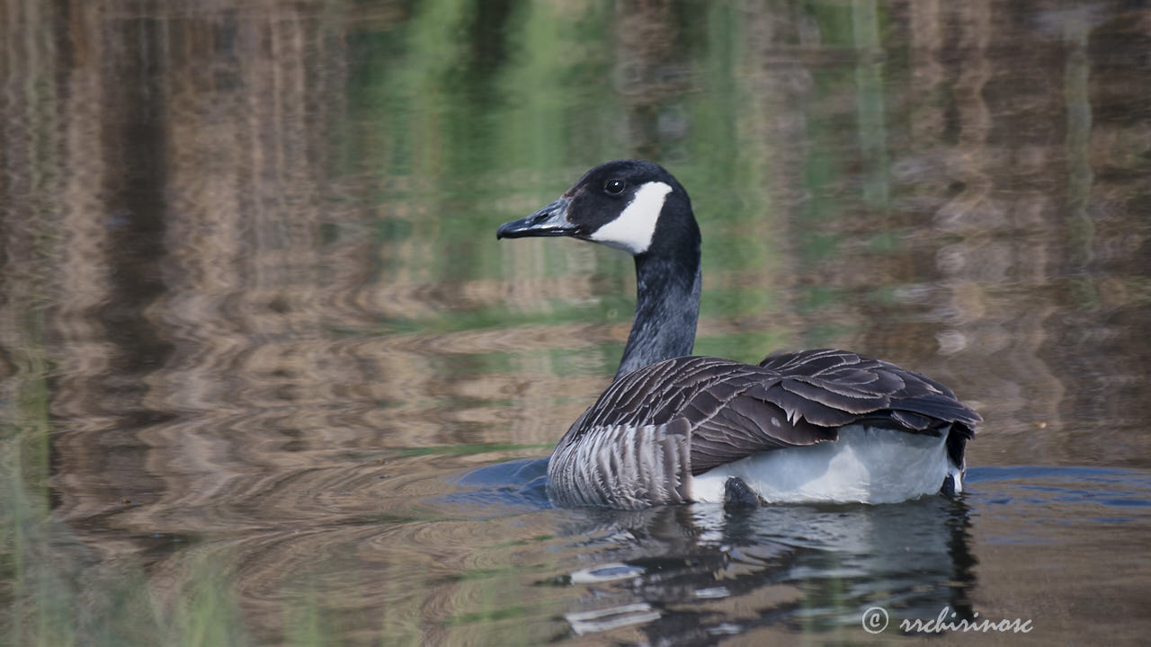 Canada goose