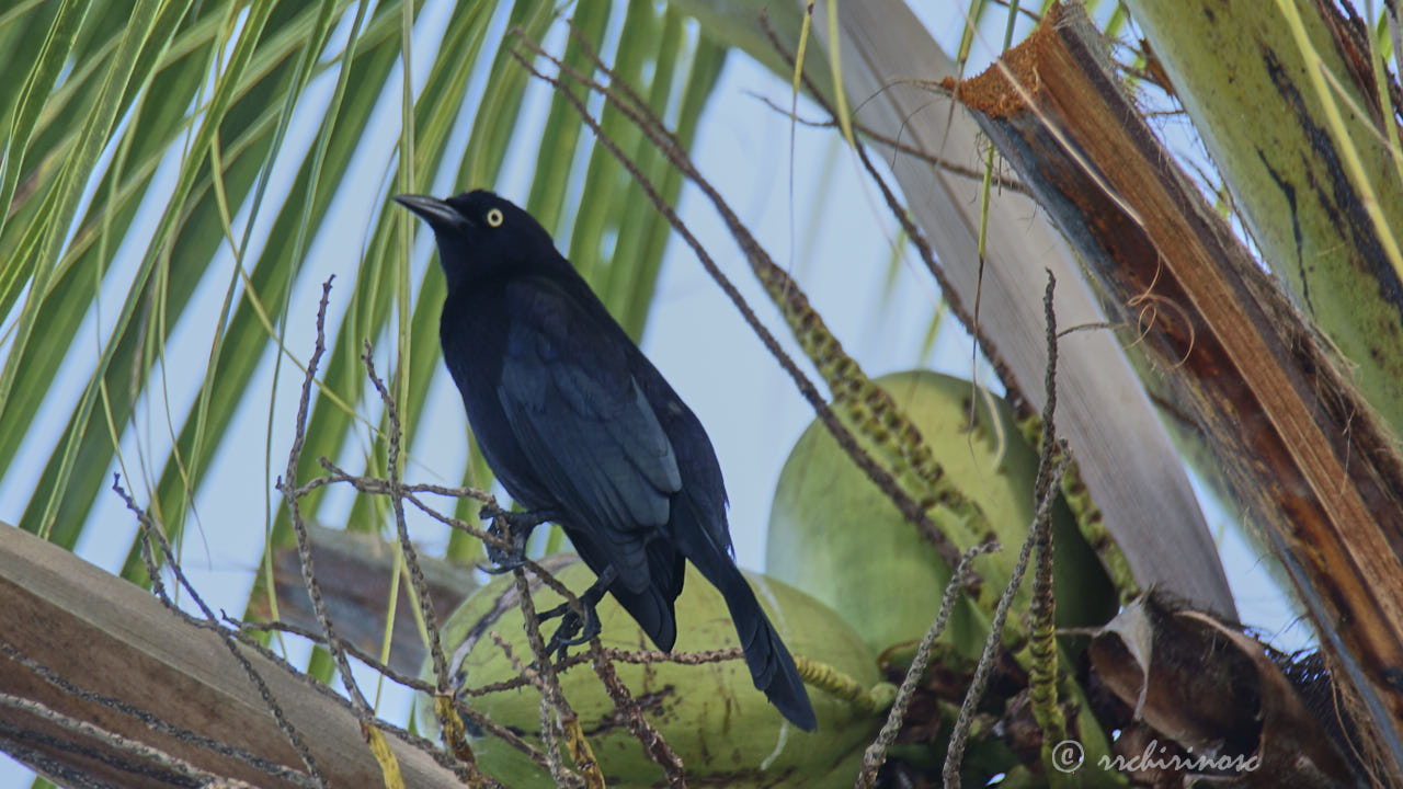 Carib grackle