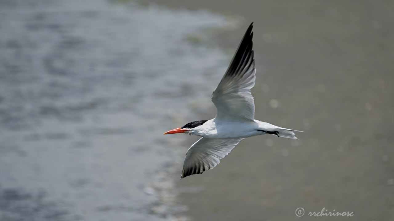 Caspian tern