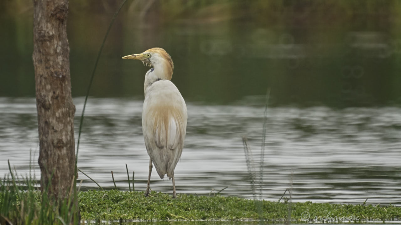 Cattle egret