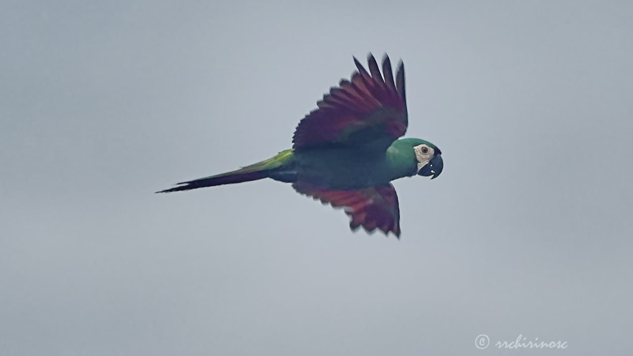Chestnut-fronted macaw