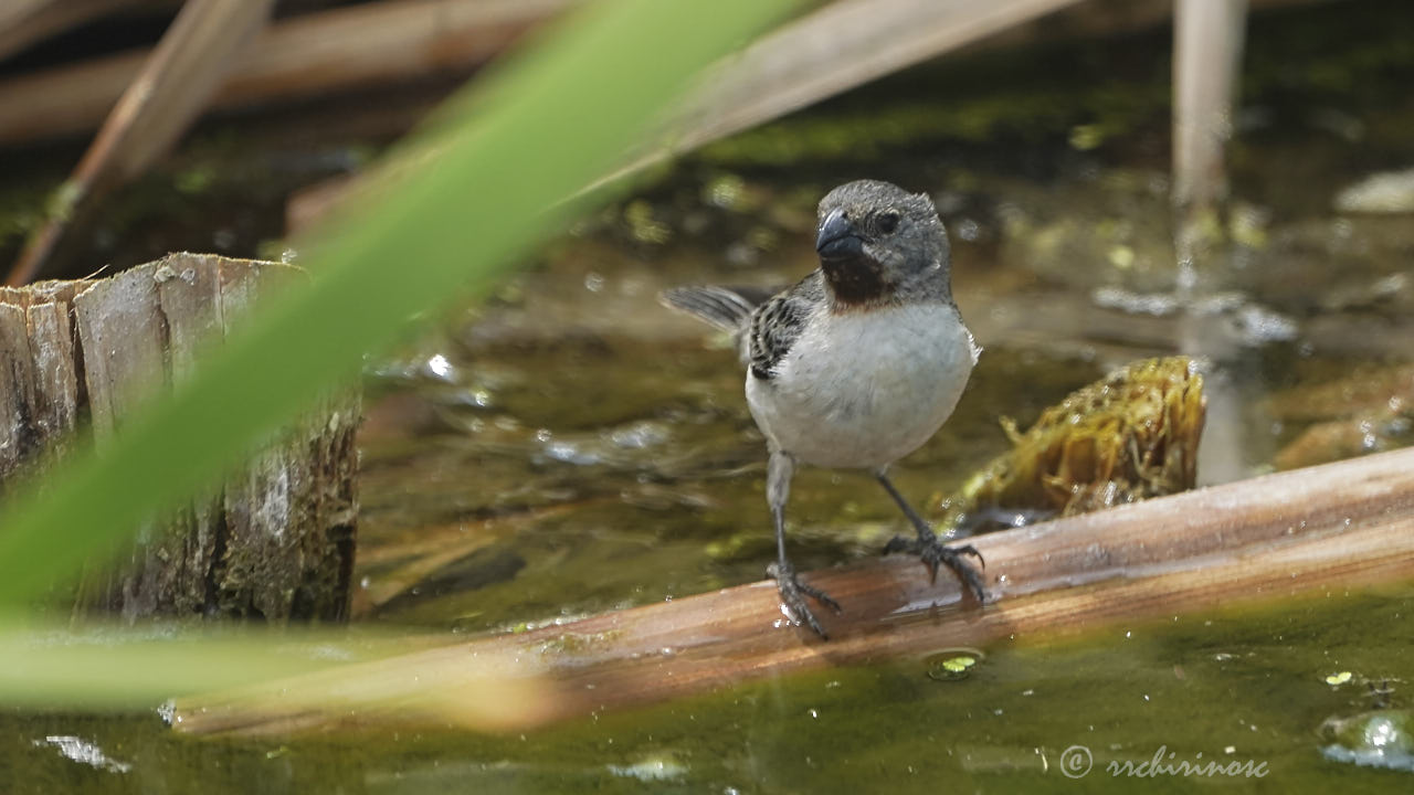 Chestnut-throated seedeater