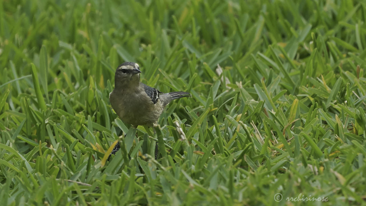 Cinereous conebill