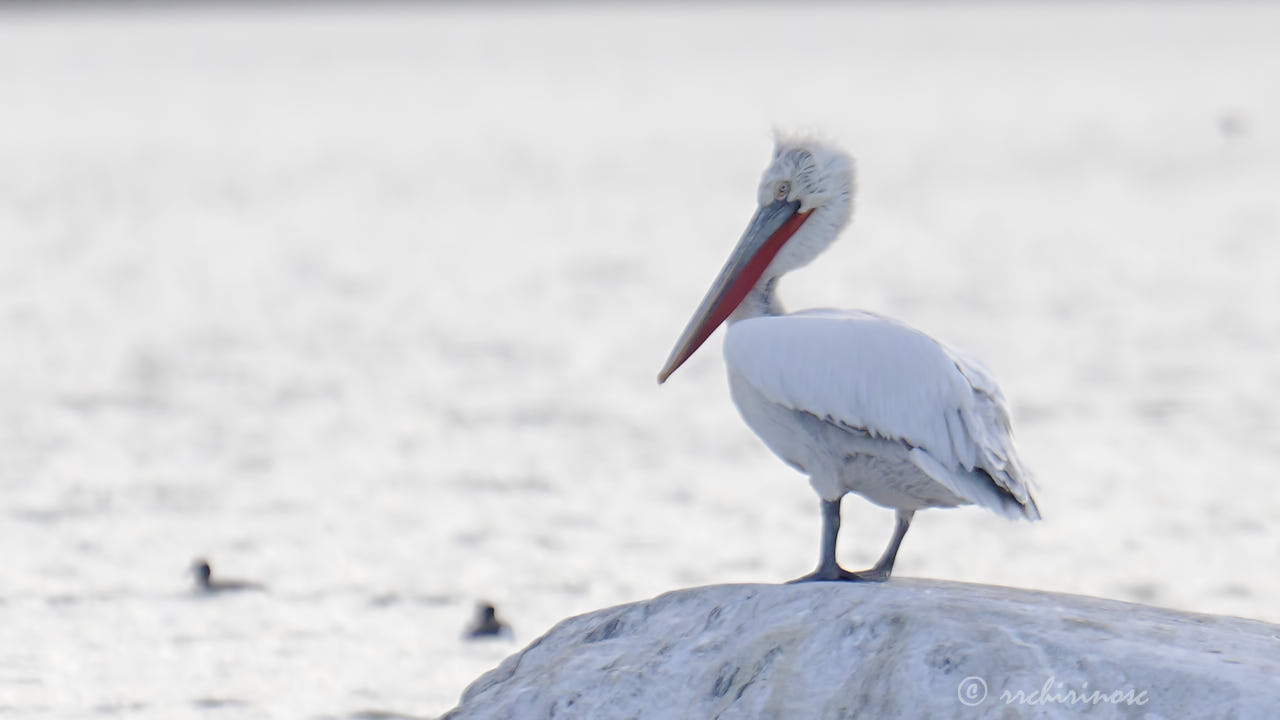 Dalmatian pelican