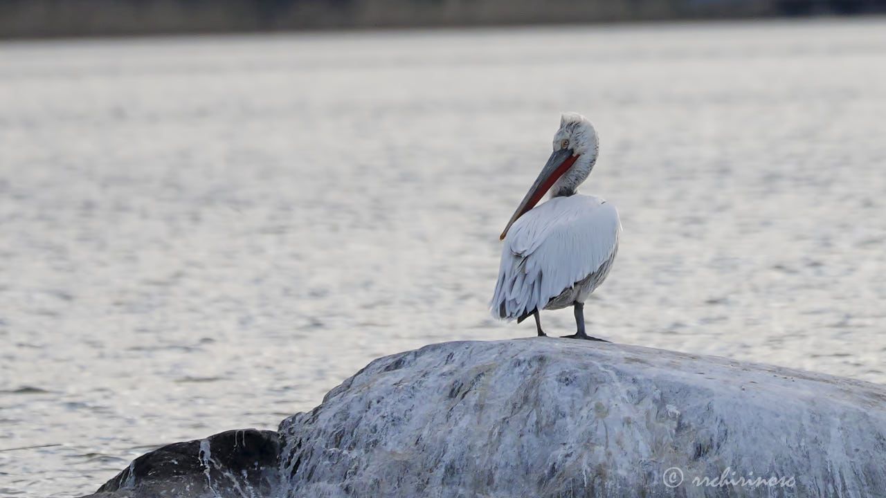 Dalmatian pelican