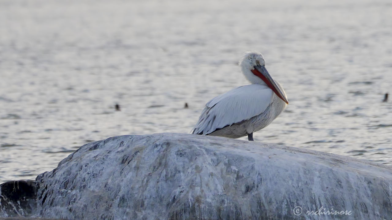 Dalmatian pelican