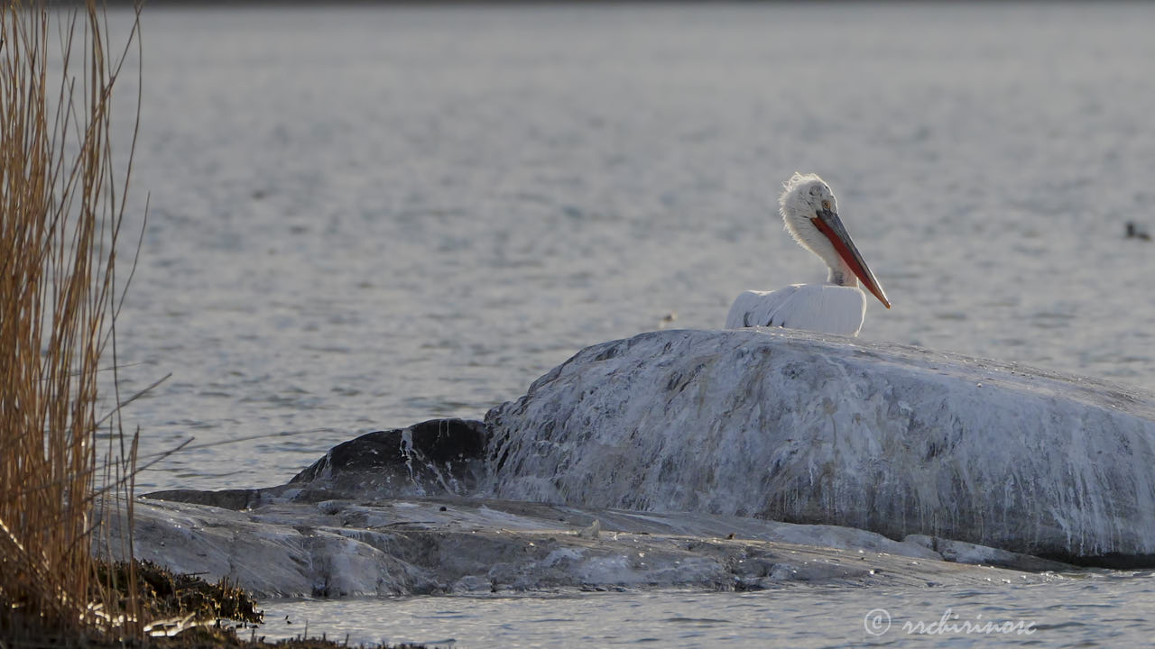 Dalmatian pelican