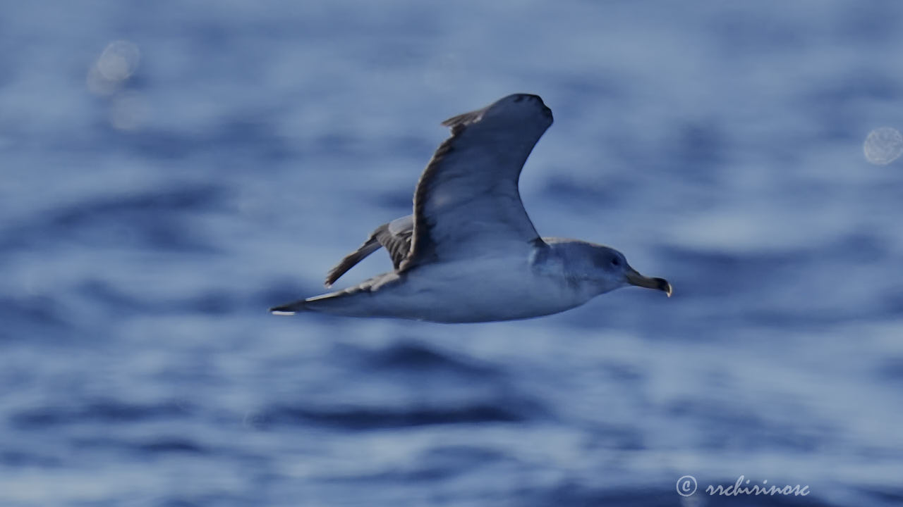 Scopoli's shearwater