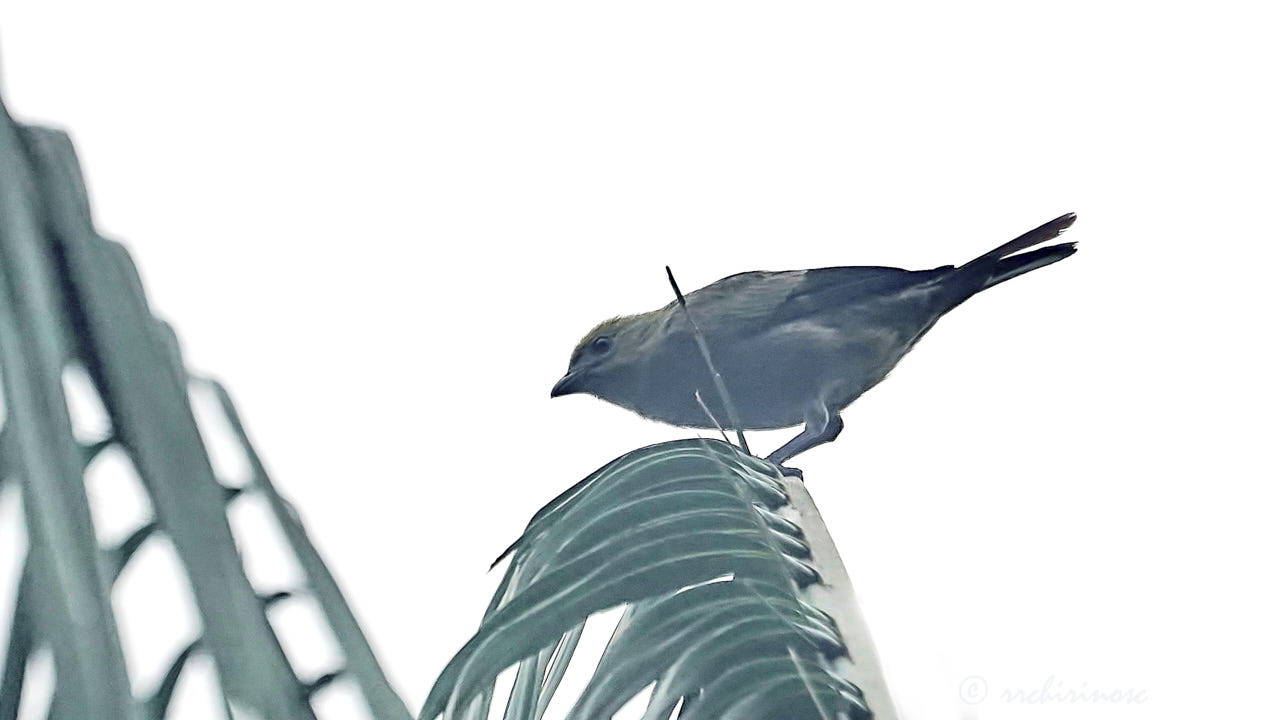 Palm tanager