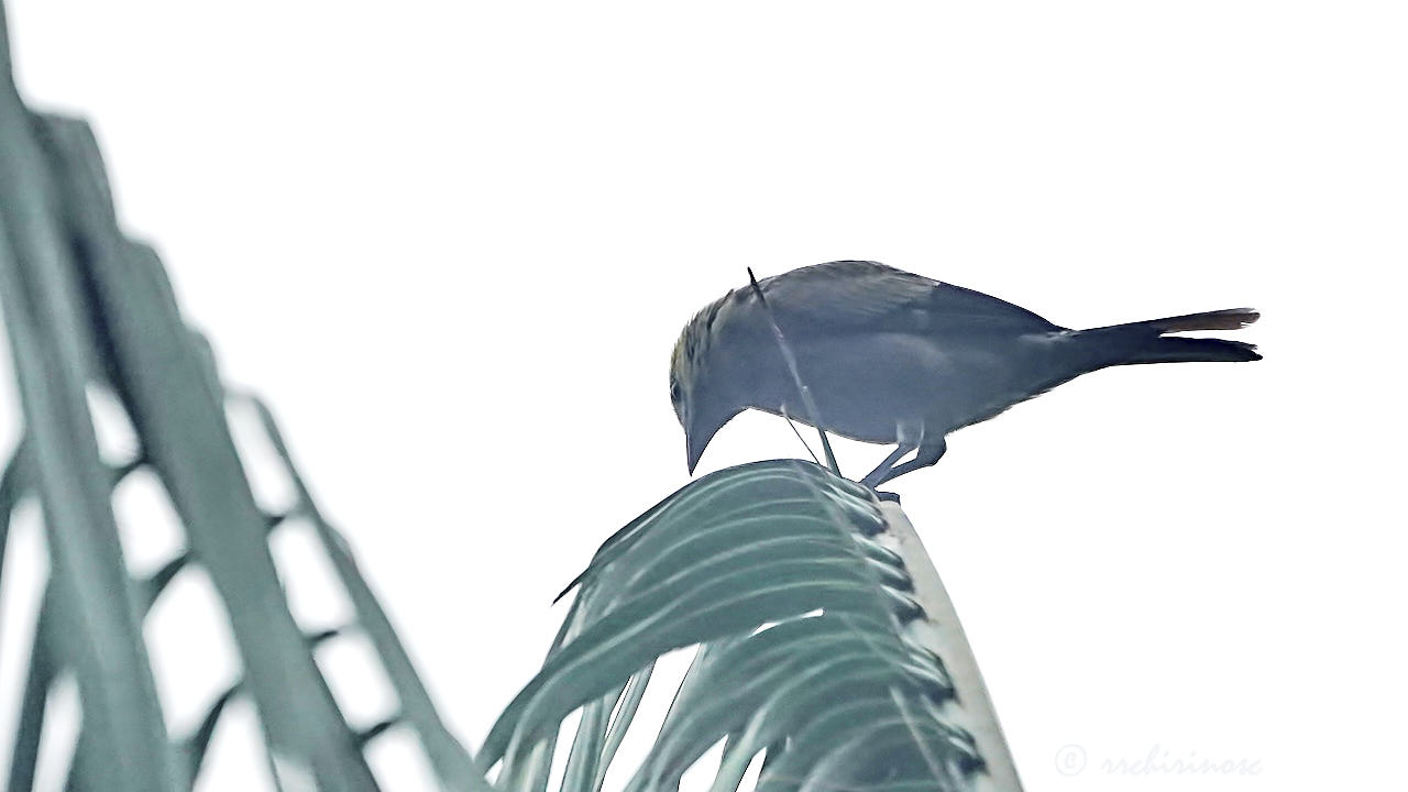 Palm tanager