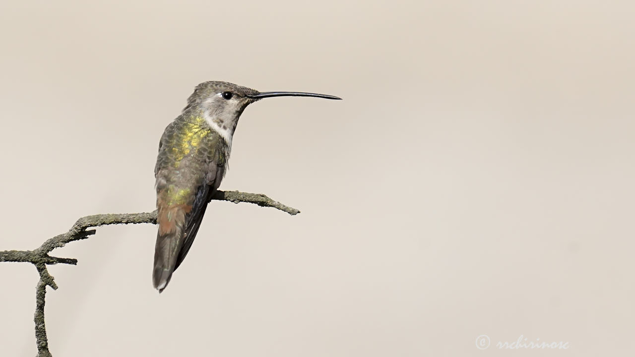 Oasis hummingbird