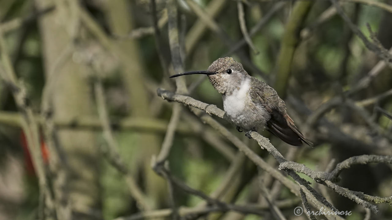 Oasis hummingbird