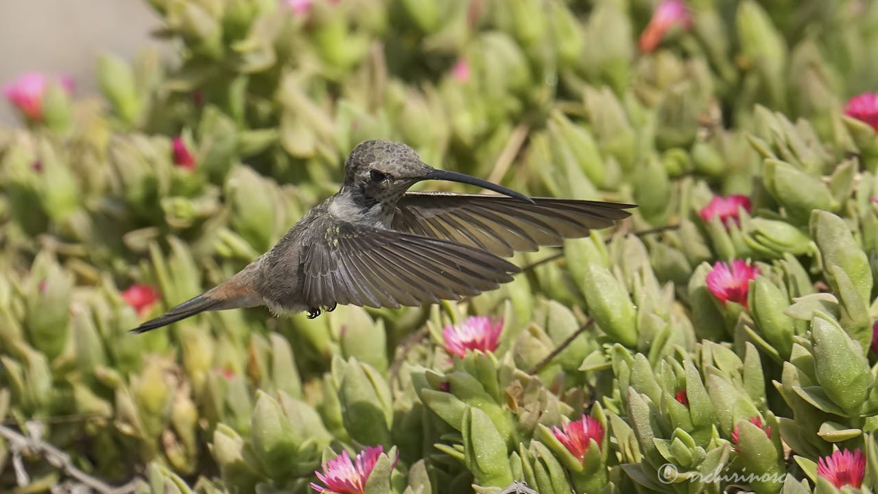 Oasis hummingbird