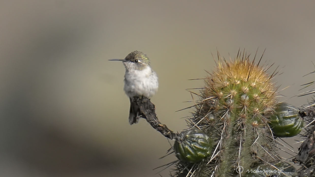 Oasis hummingbird