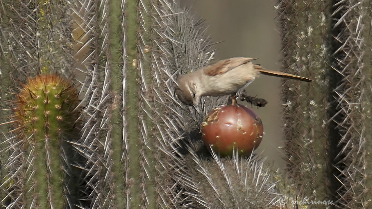 Cactus canastero