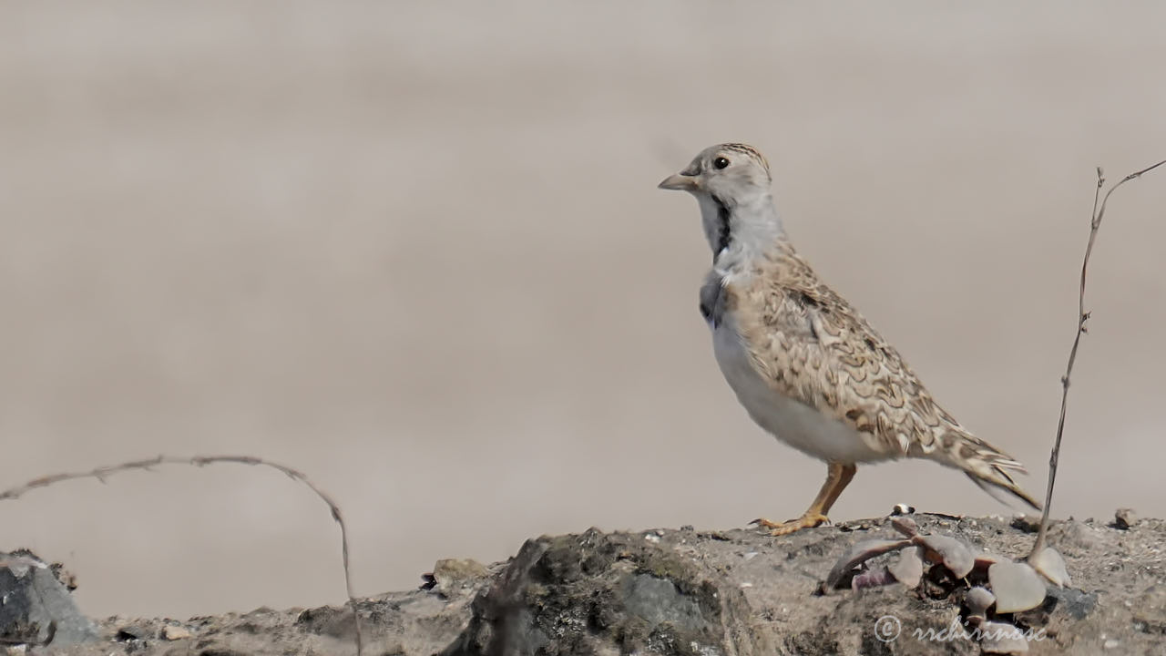 Least seedsnipe